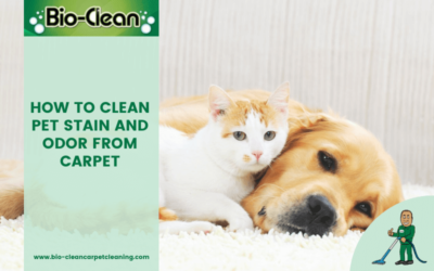 How to Clean Pet Stain and Odor From Carpet