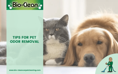 Tips For Pet Odor Removal