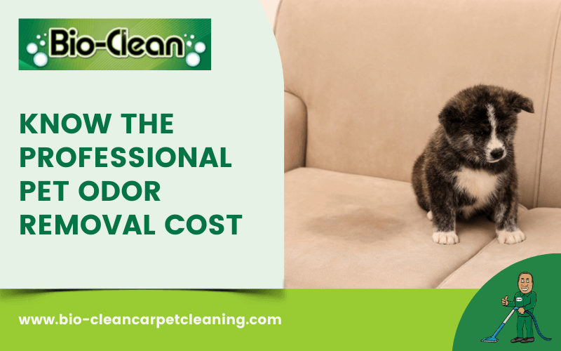 Know The Professional Pet Odor Removal Cost