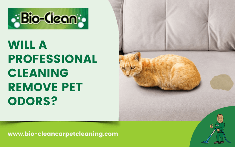 Will A Professional Cleaning Remove Pet Odors?