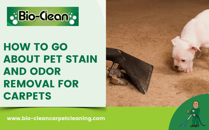 How to Go About Pet Stain and Odor Removal For Carpets