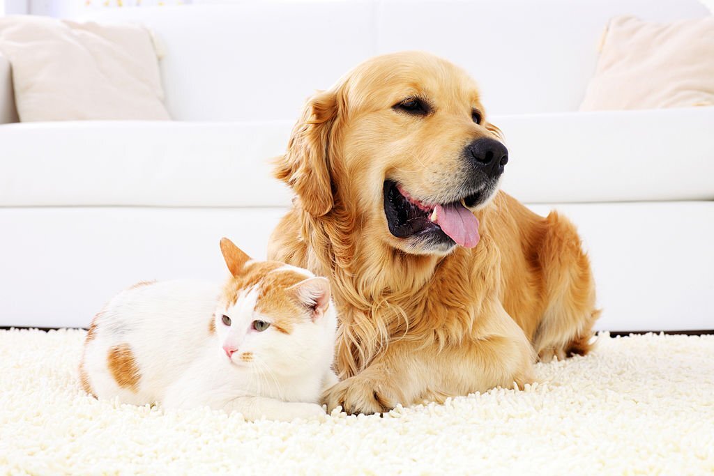 How do I get the pet smell out of my house?