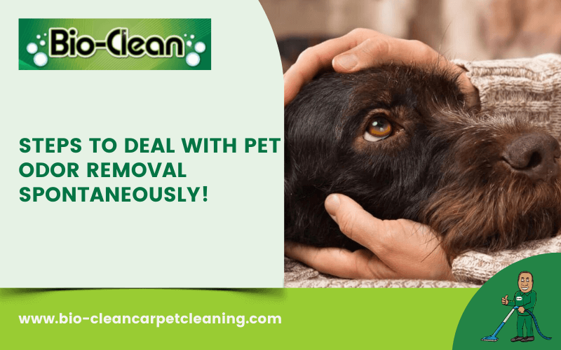 Steps To Deal With Pet Odor Removal Spontaneously!